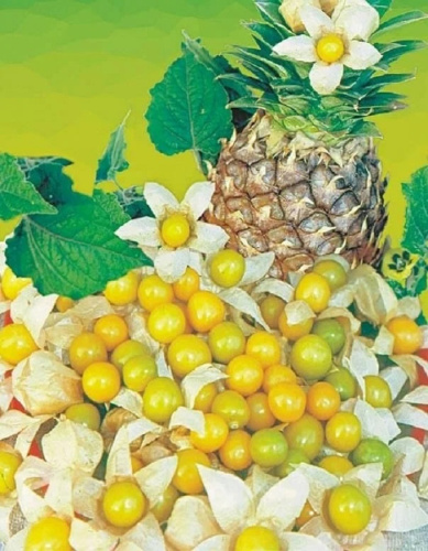 Физалис Ананасный (УД) 20 шт цв п