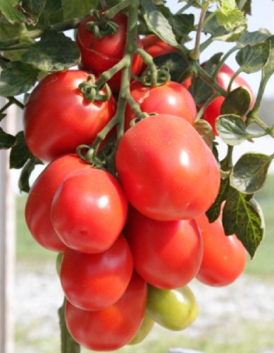 Томат Каскадный (УД) 20 шт цв.п.