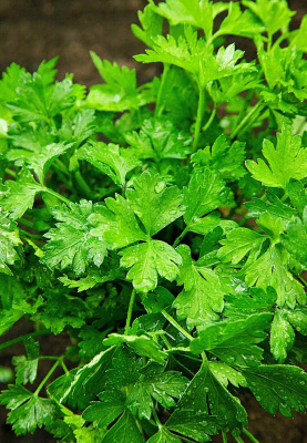 Петрушка листовая Пучковяз (УД) 2 гр цв.п.