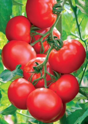 Томат Ранний Холодостойкий (УД) 20 шт цв п (Симбиоз)