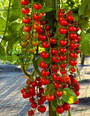 Томат Рапунцель косы рубиновые (УД) 12шт. цв.п.