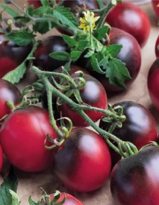 Томат Балконное Чудо фиолетово-черное (УД) 12 шт цв.п