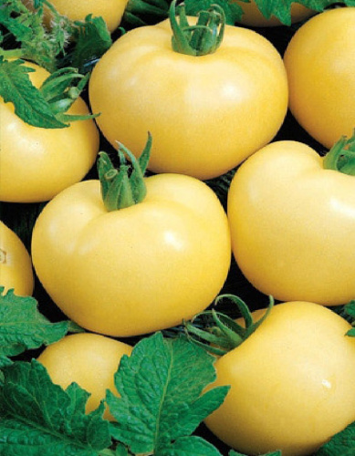 Томат Долгохранящийся (УД) 20 шт цв.п