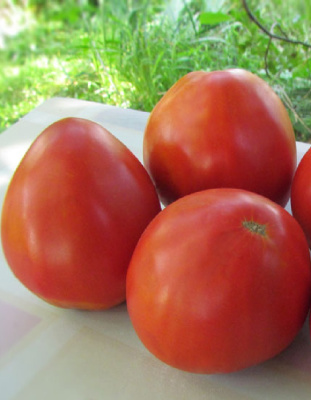 Томат Мишка Косолапый (УД) 20 шт. цв.п.