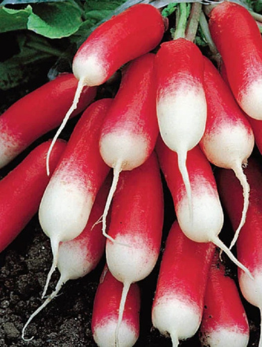 Редис Санькина Любовь (УД) ГЕЛЕВОЕ ДРАЖЕ 150 шт цв.п.