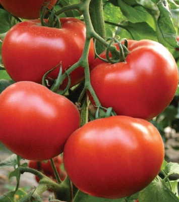 Томат Сытый хозяин - кистевой F1 (УД) 10 шт цв п