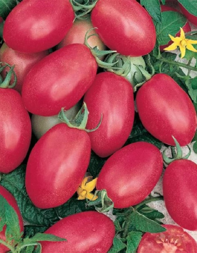 Томат Слива Розовая (УД) 20 шт цв.п