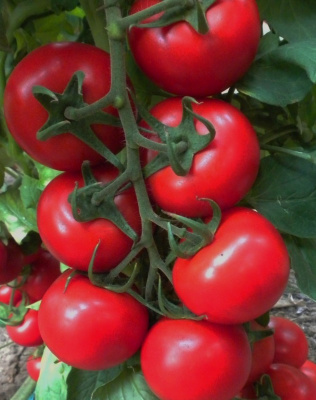 Томат Герман - кистевой F1 (УД) 10 шт