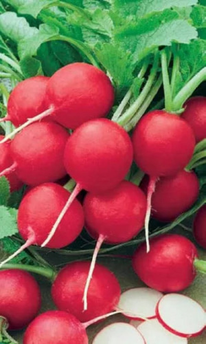 Редис 16 дневный (УД) 2 гр цв.п.