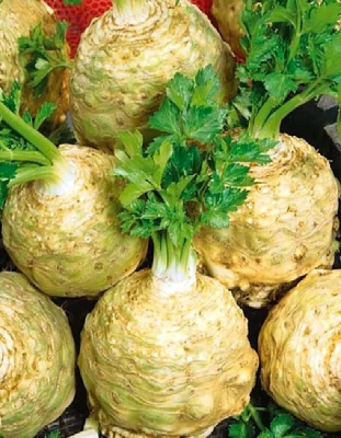 Сельдерей Сахарный гигант корневой  (УД) 0,25 гр цв.п