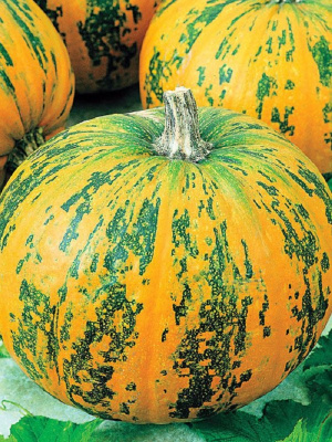 Тыква Каротинка-мускатная (УД) 6 шт цв п