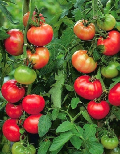 Томат Непасынкующийся смесь окрасок (УД) 20шт. цв.п.