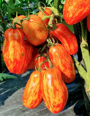 Томат Новый Кенигсберг полосатый (УД) 20шт. цв.п.