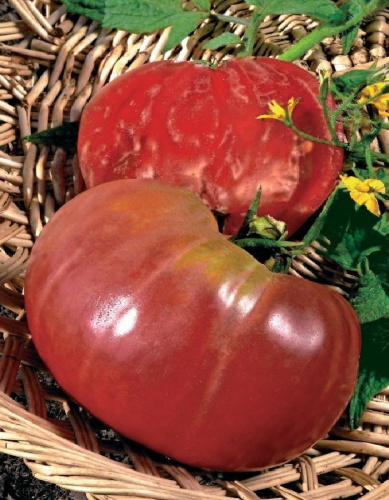 Томат Чудо на рекорд (УД) 20 шт цв.п