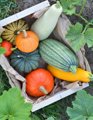 Тыква Богатая грядка-смесь сортов (УД) 6 шт цв.п.