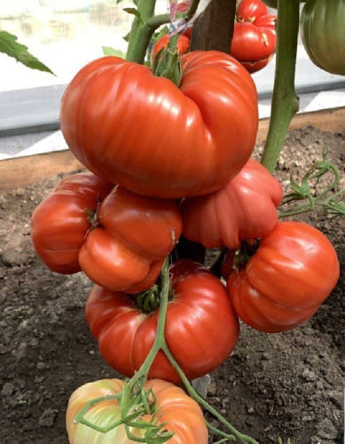 Томат Минусинский улучшенный отбор (УД) 20 шт цв.п