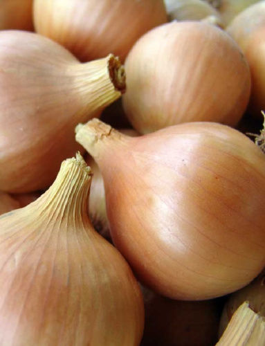 Лук репчатый Эксибайшен Дабл Гигант (УД)  0,2 гр цв.п.