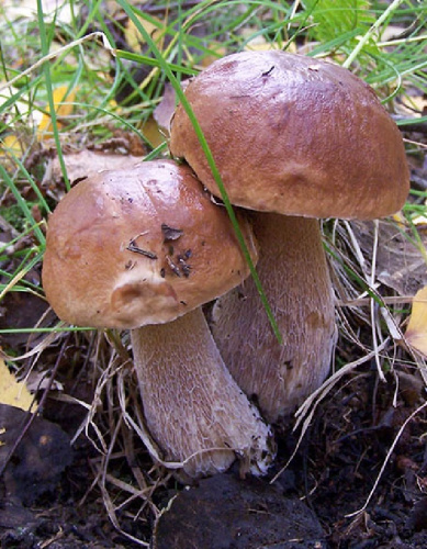 Грибы Белый гриб Березовый (УД) 30 мл/15 гр цв.п