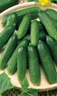 Огурец Деликатес (УД) 10 шт цв.п