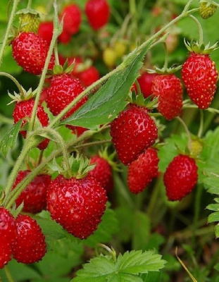 Земляника ремонтантная Руяна (УД) 0,05гр цв.п