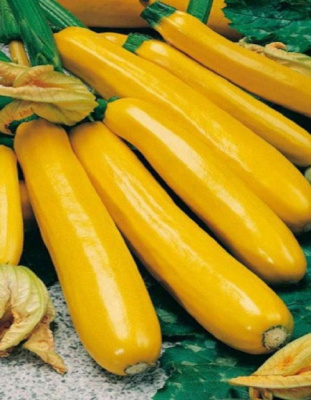 Кабачок Золотинка - цукини (УД) 10 шт цв.п
