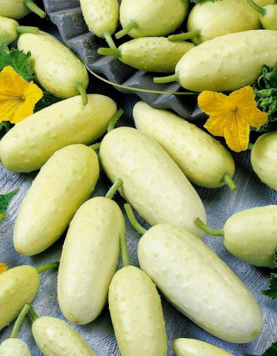 Огурец Снежный Барс (УД) 10 шт цв.п