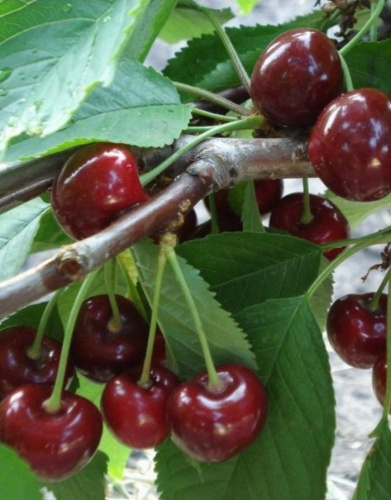 Черешня Витязь 1шт