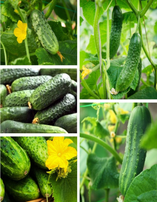 Огурец Разносолы смесь (УД) 12 шт цв п