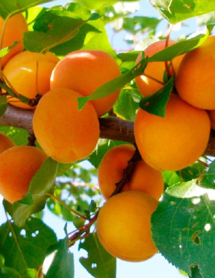 Абрикос Ранний Марусича 1шт