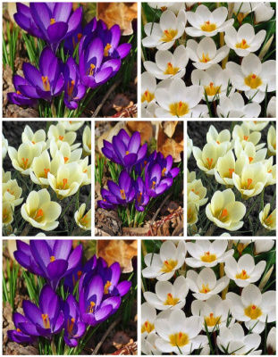 Микс крокусов "Синее на белом" 1 уп. ( 7 шт.)