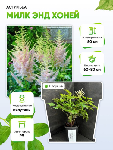 Астильба Милк энд Хоней 1 шт Р9