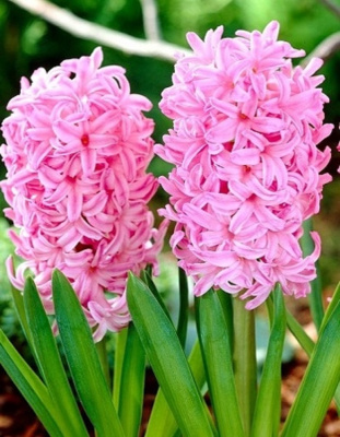 Гиацинт Розетта 1 уп. (4 шт.)