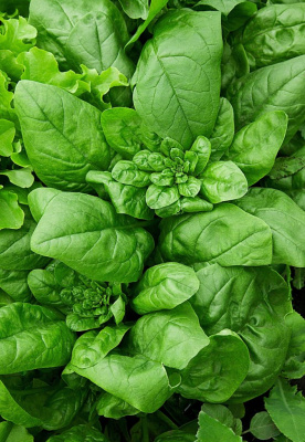 Шпинат Матадор 1 гр цв.п