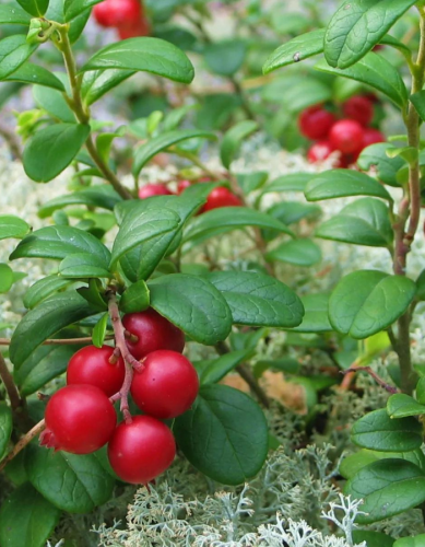 Брусника Коралл (УД) 20 шт. цв.п.