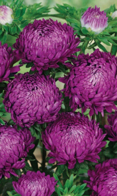 Астра пионовидная Фиолетовая башня  0,2 гр