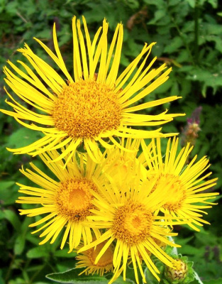 Девясил Высокий 0,03 гр