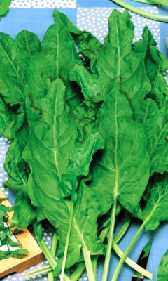 Щавель Бабушкины пирожки 1 гр цв.п