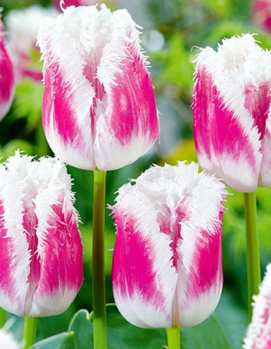 Тюльпан Супер Сиеста 1 уп. (5 шт.)