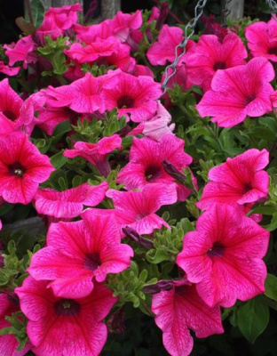 Петуния многоцветковая Сильвия F1 10 шт