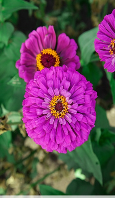 Цинния Фиолетовая королева 0,5 гр