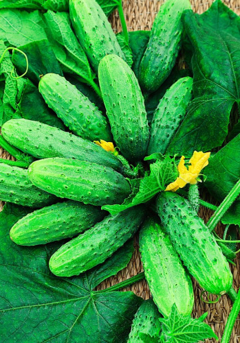 Огурец Петербургский экспресс F1 0,25гр цв.п.