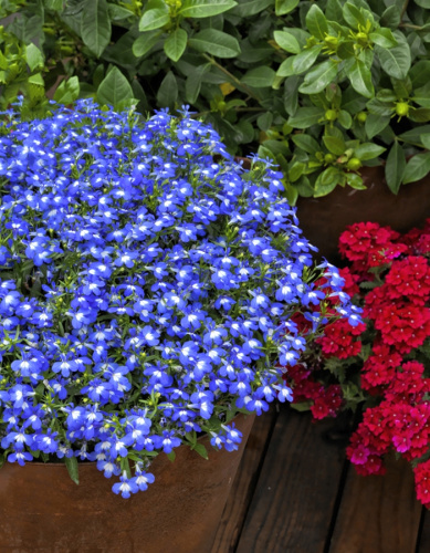 Лобелия ампельная Голубой бисер 0,05 гр