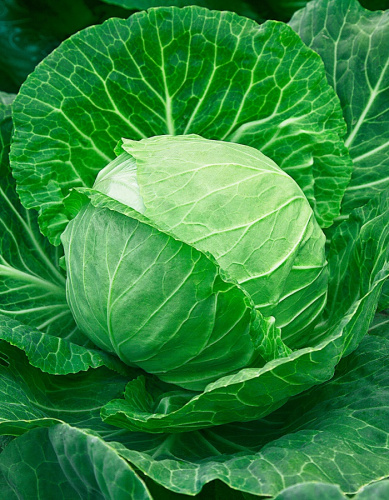 Капуста белокочанная Парел F1 10 шт цв.п.