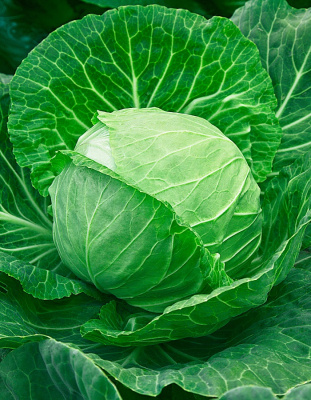 Капуста белокочанная Парел F1 10 шт цв.п.