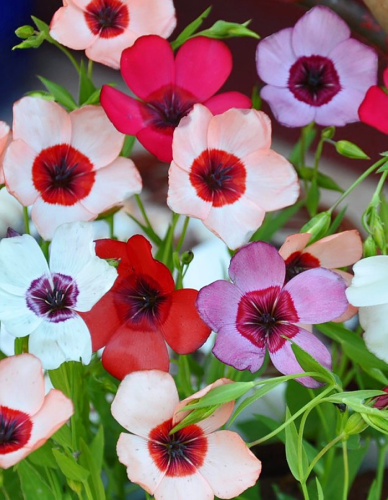 Лен крупноцветковый смесь 0,5 гр