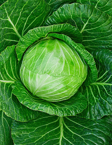 Капуста белокочанная Ринда F1 10 шт цв.п