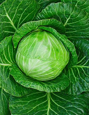 Капуста белокочанная Ринда F1 10 шт цв.п