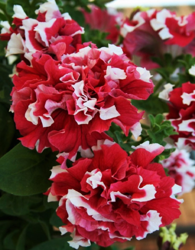 Петуния махровая Пируэт красная 10 шт