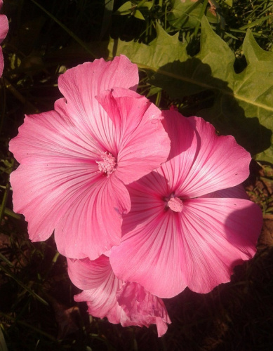 Лаватера Танагра  0,5 гр