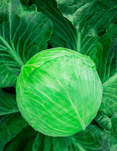 Капуста белокочанная Килагерб F1 10 шт цв.п.